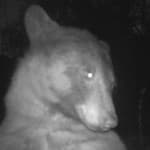 Selfie Bear