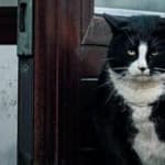 Gacek The Kitty King