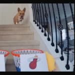 Lilo the corgi