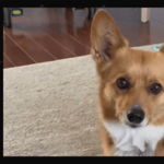 Lilo the corgi