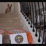 Lilo the corgi predicting the NBA playoffs