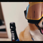 Lilo the corgi