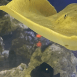 Charlotte the pregnant stingray