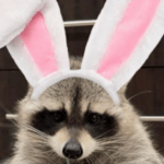 Louie the Raccoon
