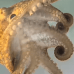 TikToktopus