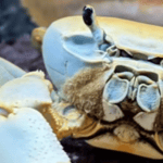 Howie the Crab