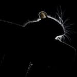 A monochrome photo of a rat