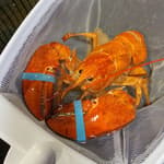 Red Lobster