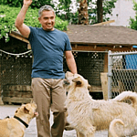 Cesar Millan throwing a ball for multiple dogs