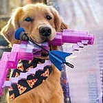 Lucky the Pizza Dog from Hawkeye