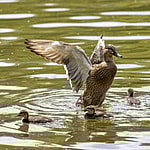 Ducks on the Thames