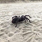 Western Desert Tarantula