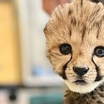 Rozi the baby cheetah cub