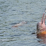 Pink Amazon river dolphin