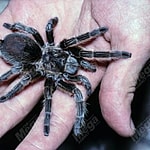 Chilean tarantula, Grammostola porteri, on top of a human hand. It is one of the