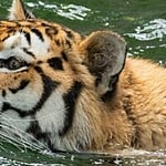 Tiger at the Smithsonian Zoo
