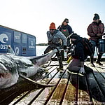 Giant great white shark Ironbound tracked close to popular US beach spot