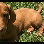 Gideon the Dachshund