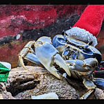 Howie the Crab on TikTok and Instagram