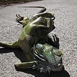 Falling Iguanas in Florida