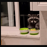 Wilbur Grace And The Raccoon on TikTok