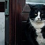 Gacek The Kitty King