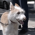 Dog Is 'Completely Out Of It' After Ingesting Cocaine In Los Angeles Park