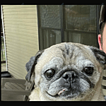 Jonathan Graziano and Noodle