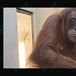 Eirina, a pregnant orangutan at the Denver Zoo