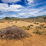 Northern Kenya Africa are currently facing the worst draught since the 1980s