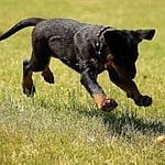 The 2024 Puppy Bowl Loses Its Smallest Ever Player