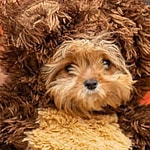 The Puppy Bowl's Smallest Competitor's Mom Breaks Silence After Her Death