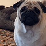 Jonathan Graziano's new pug Lobo