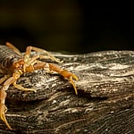 Lodger At Las Vegas Hotel Claims He Was Stung By Scorpion In His Testicles While Asleep