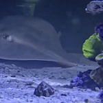 Charlotte the Stingray