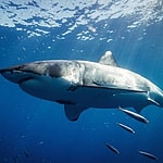 A photo of a great white shark in the pacific ocean