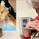 California Cat survives the Palisades wildfire