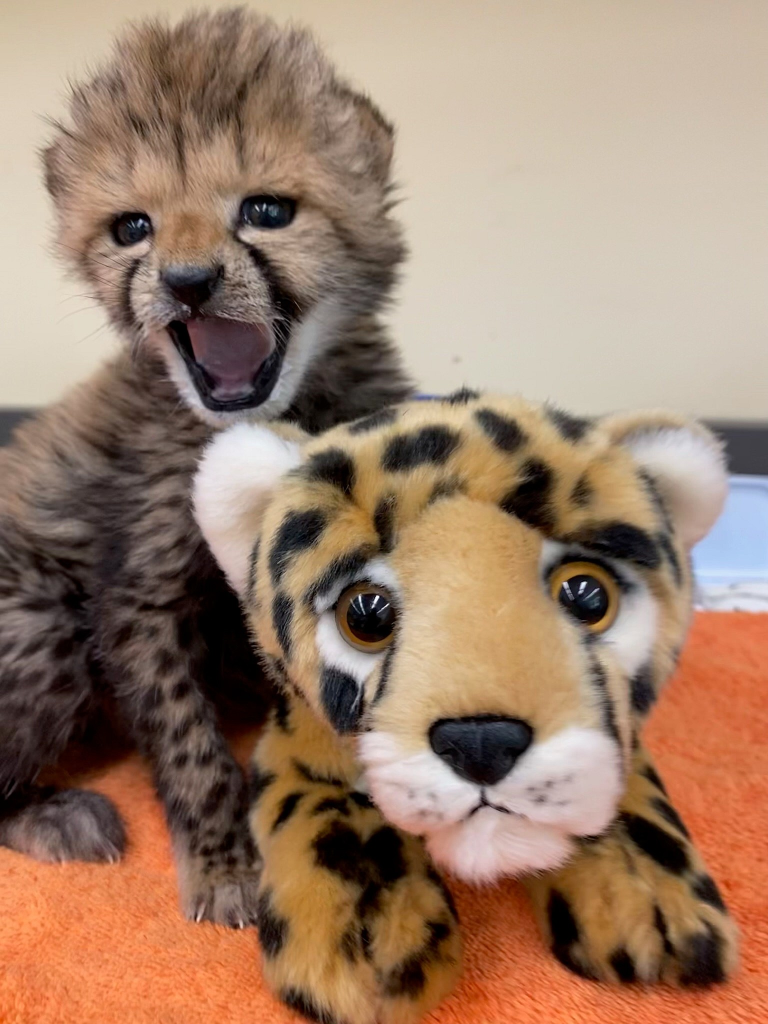 Rozi the baby cheetah cub