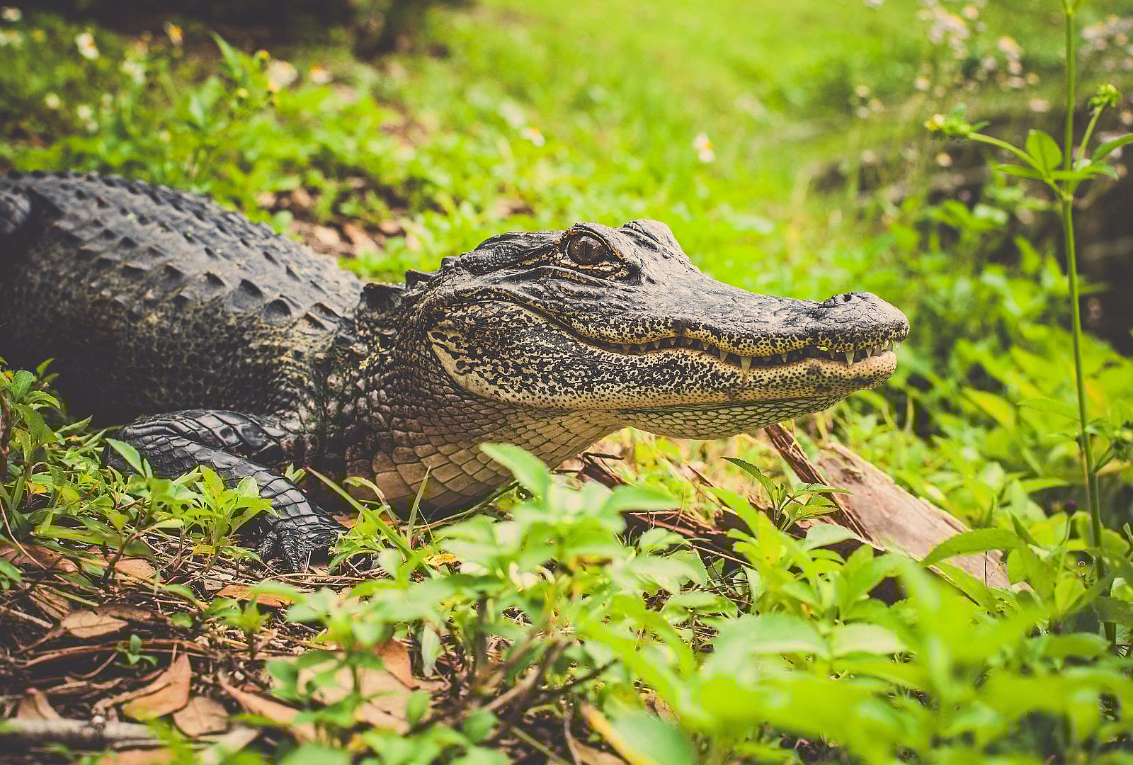'Only In Florida': 8-Foot Gator Results In 9-1-1 Call