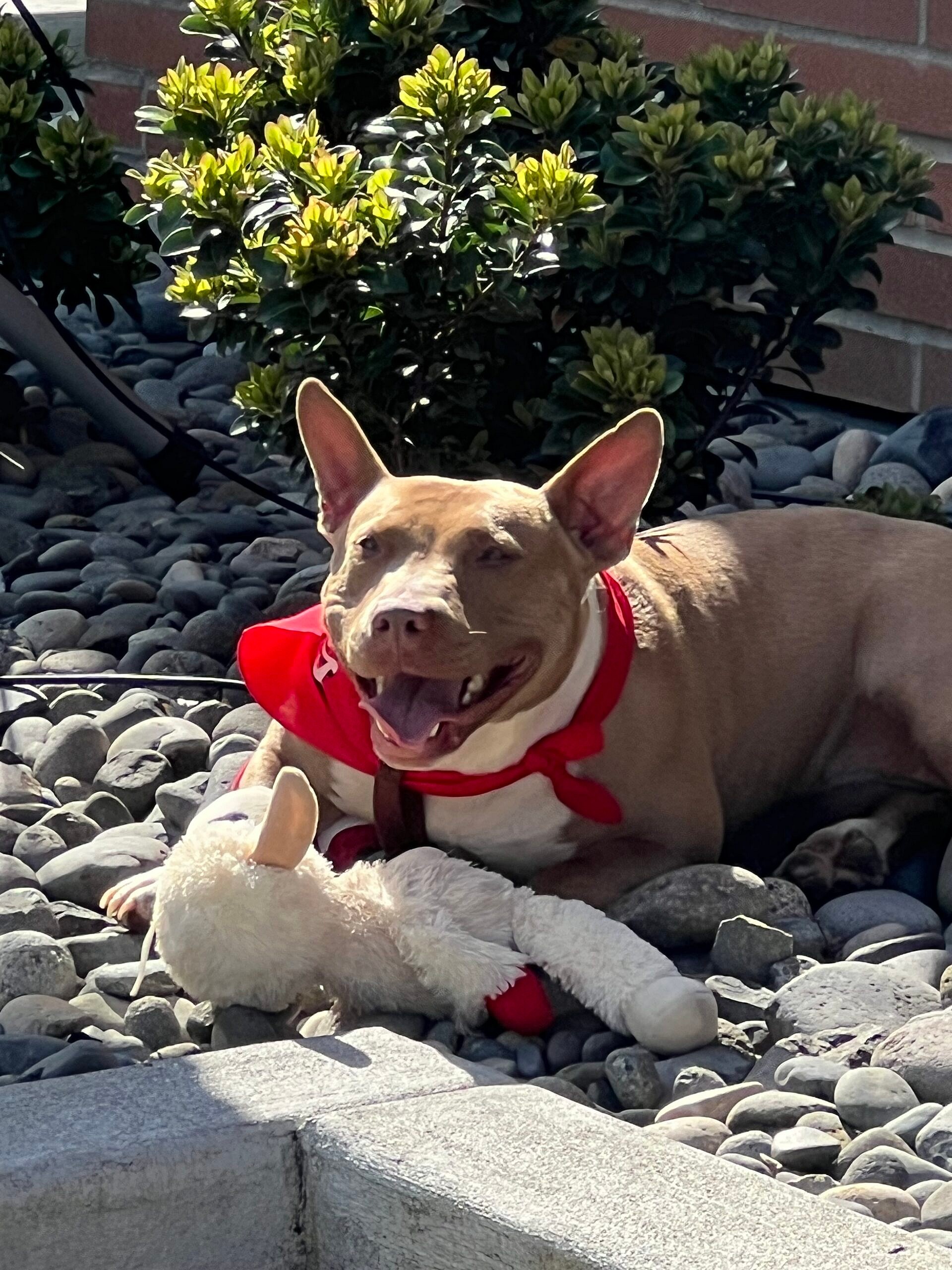 Matilda outside Raising Cane's