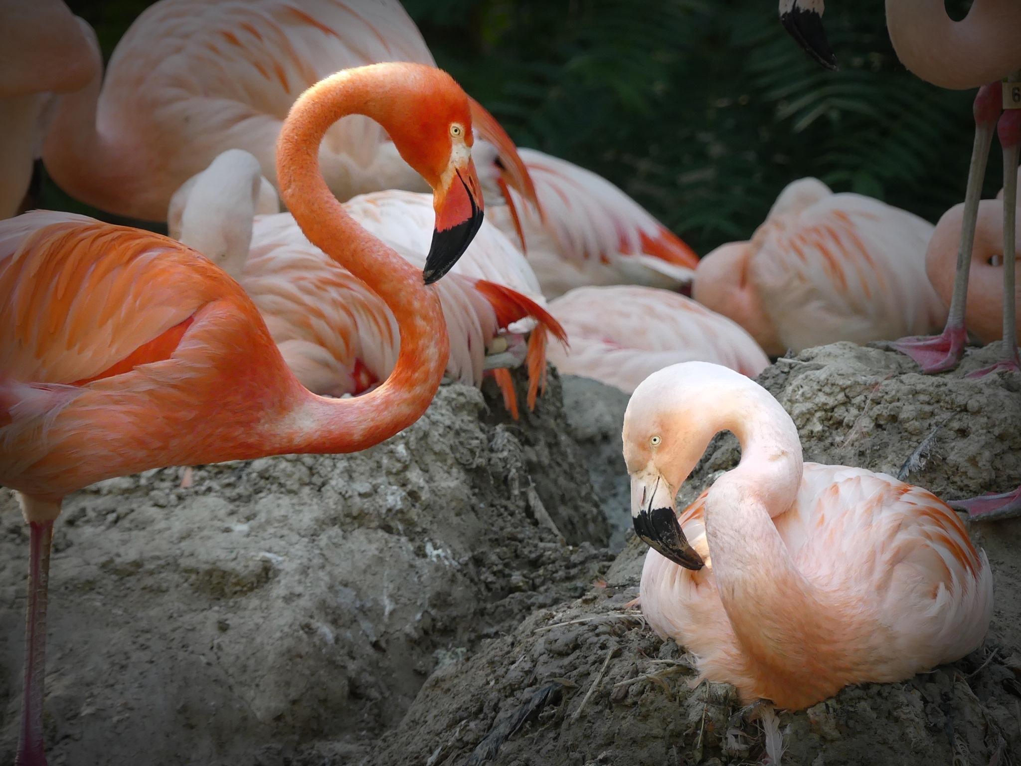 Flamingos