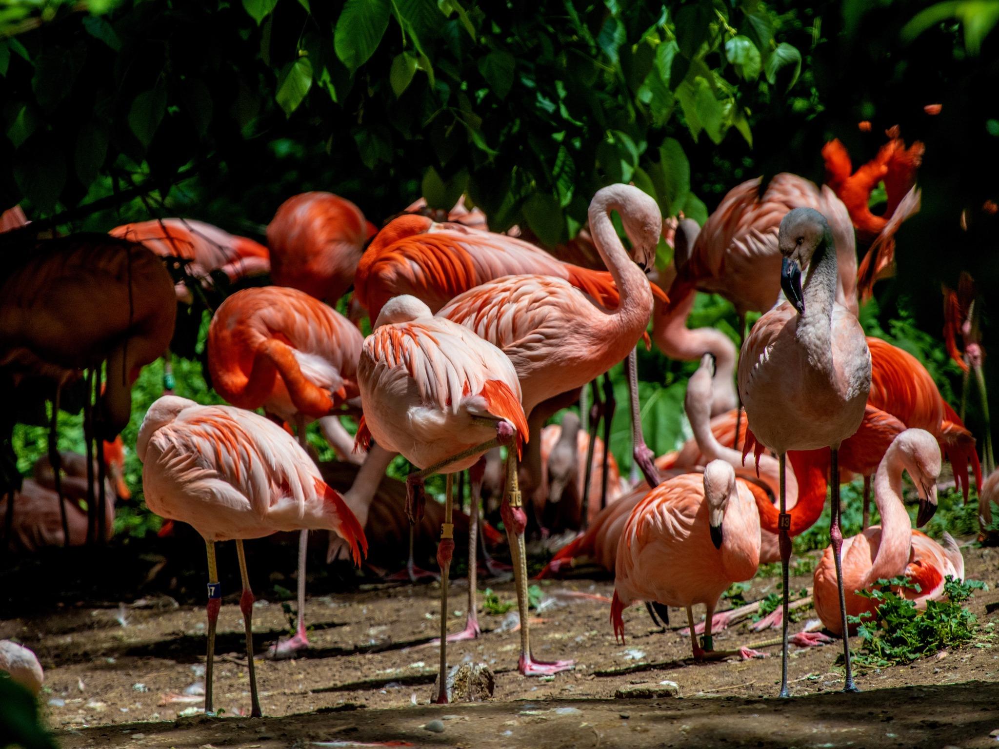 Flamingos
