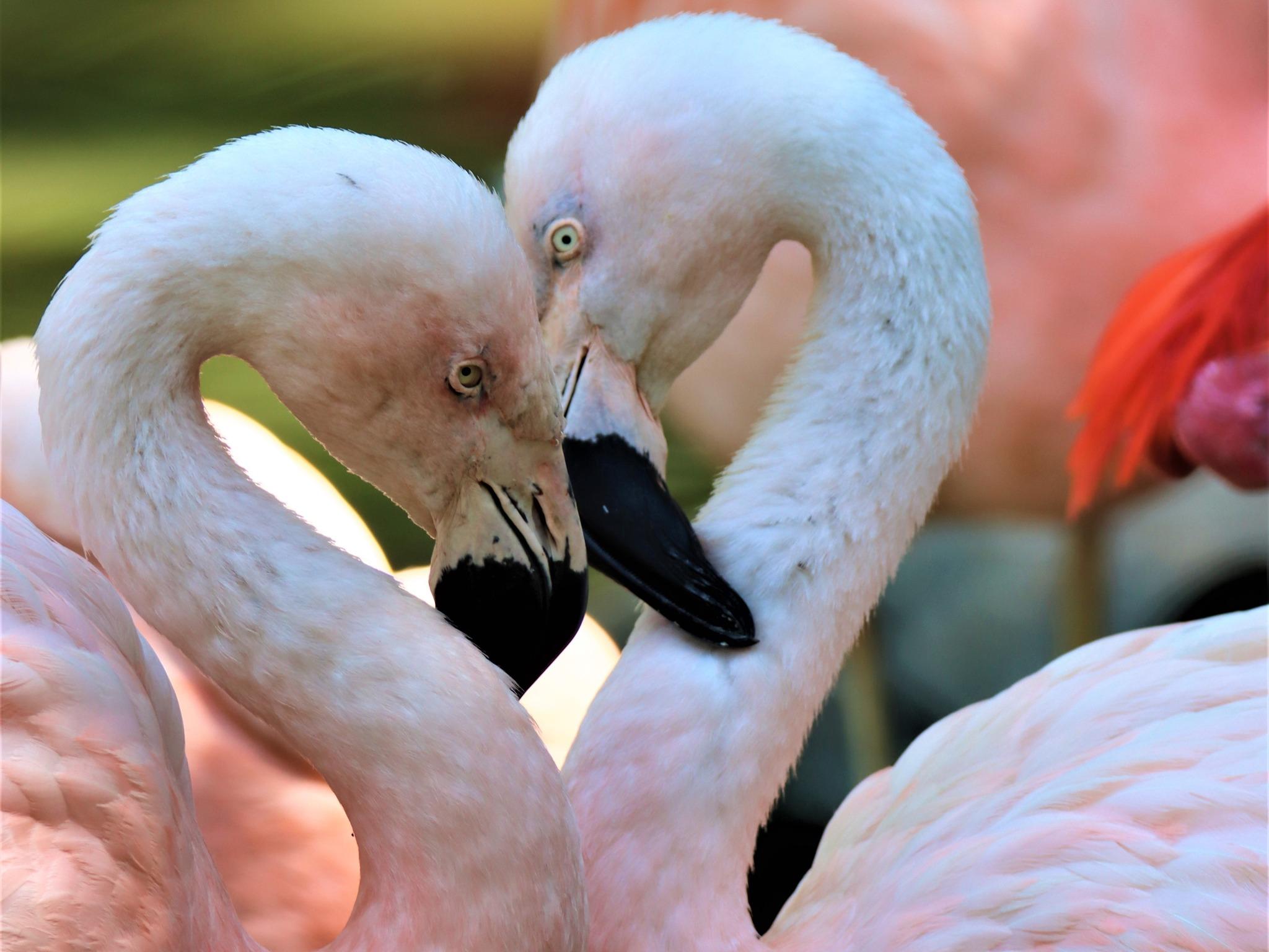 Flamingos