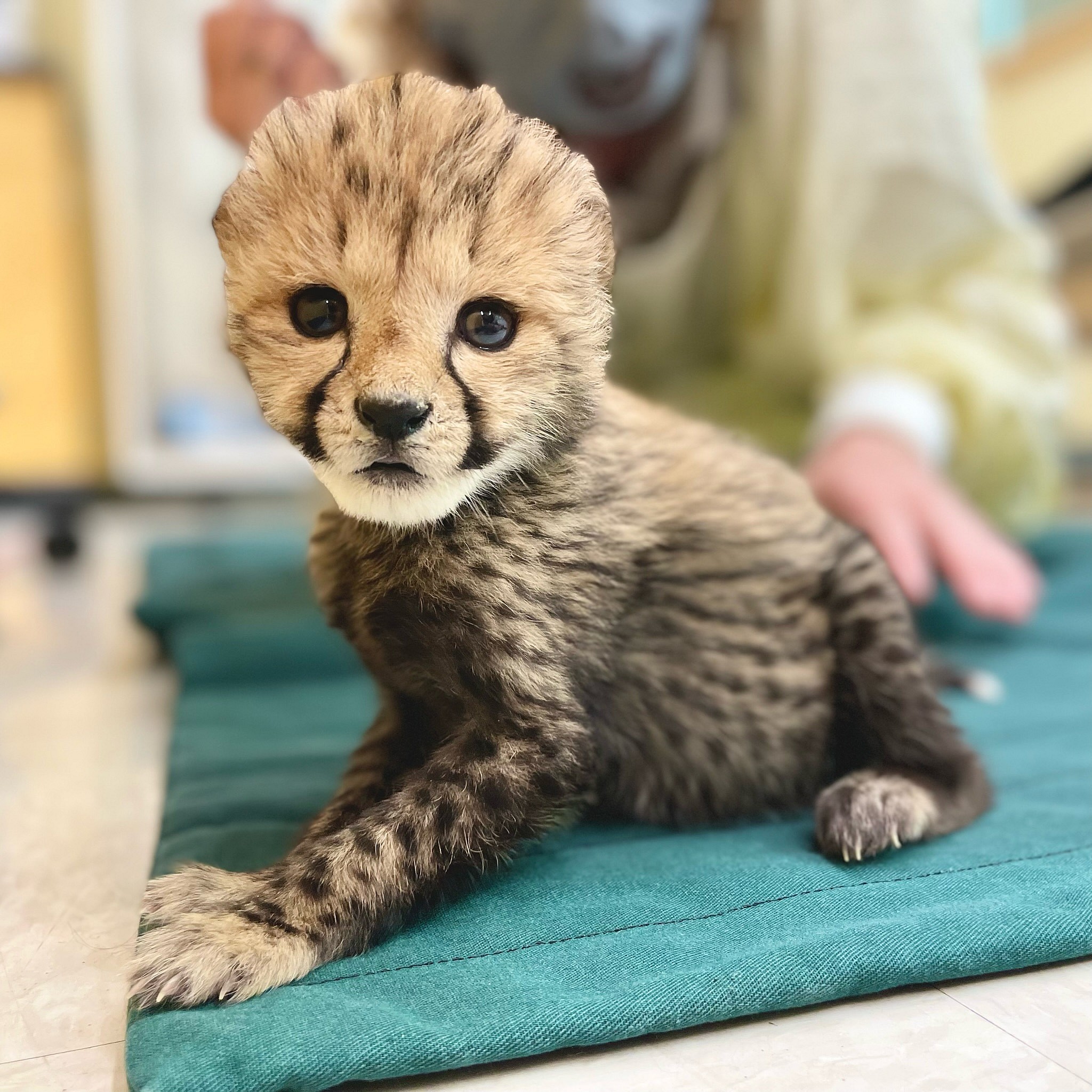 Rozi the baby cheetah cub