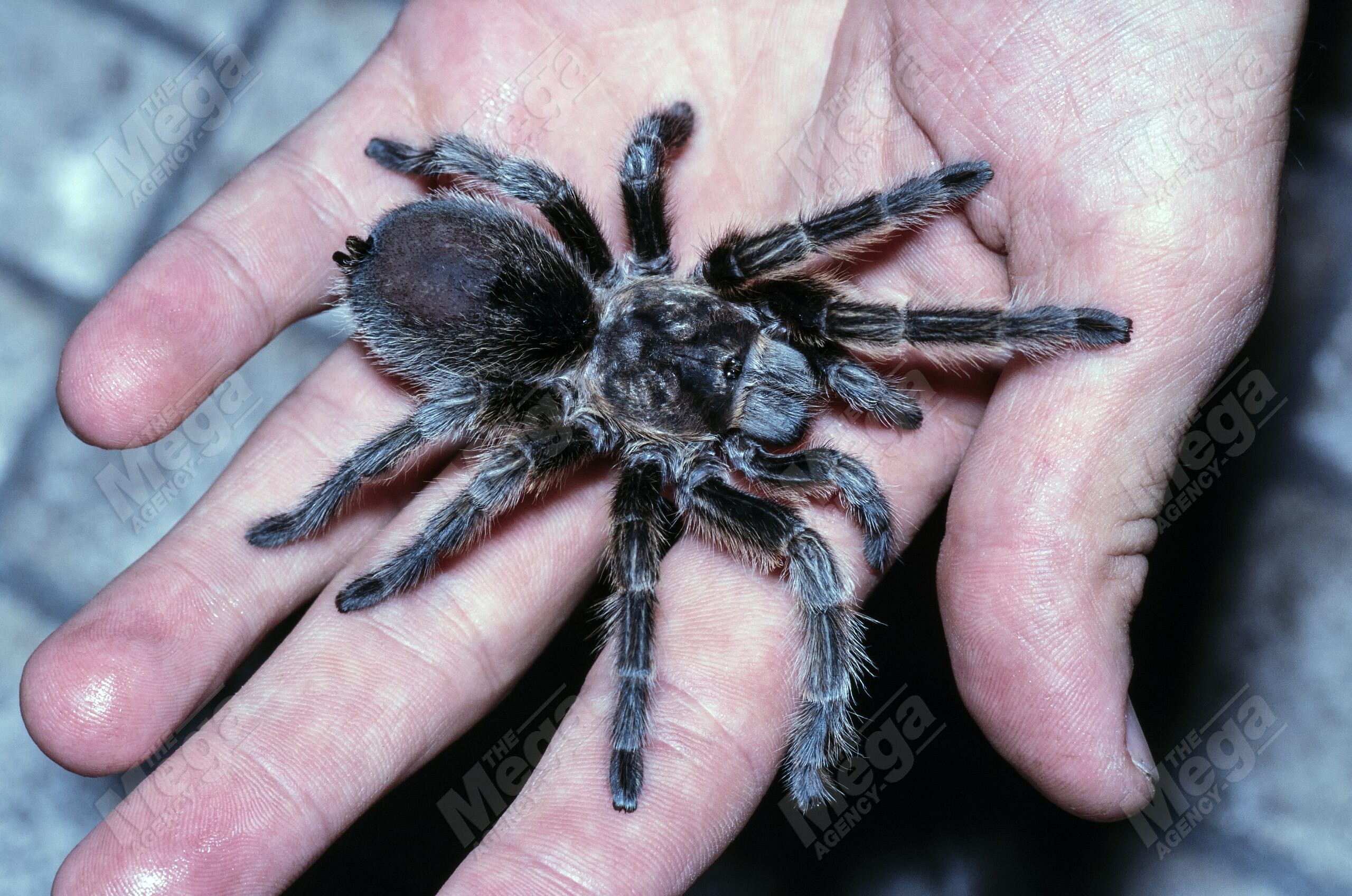 Chilean tarantula, Grammostola porteri, on top of a human hand. It is one of the