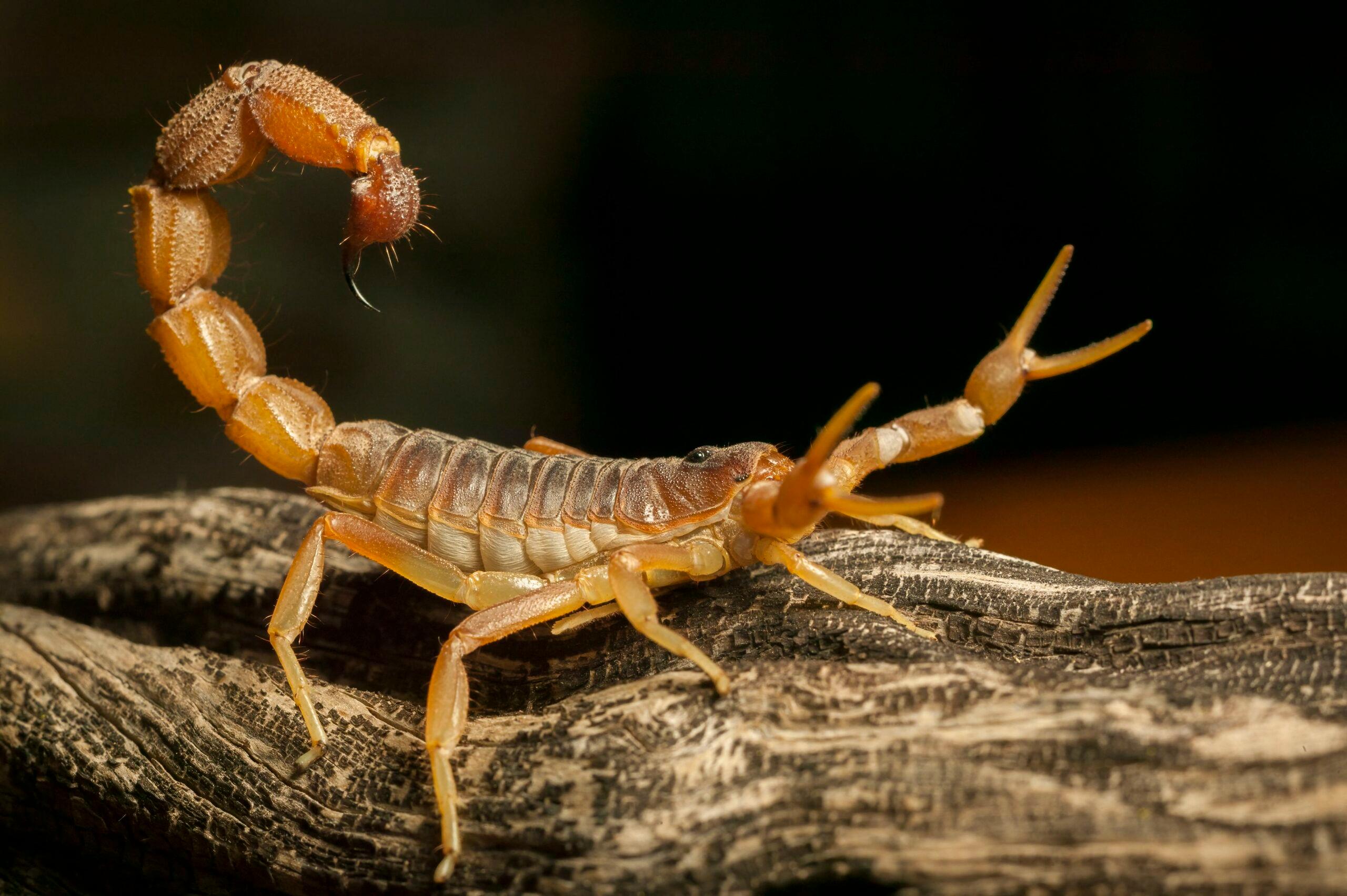 Lodger At Las Vegas Hotel Claims He Was Stung By Scorpion In His Testicles While Asleep