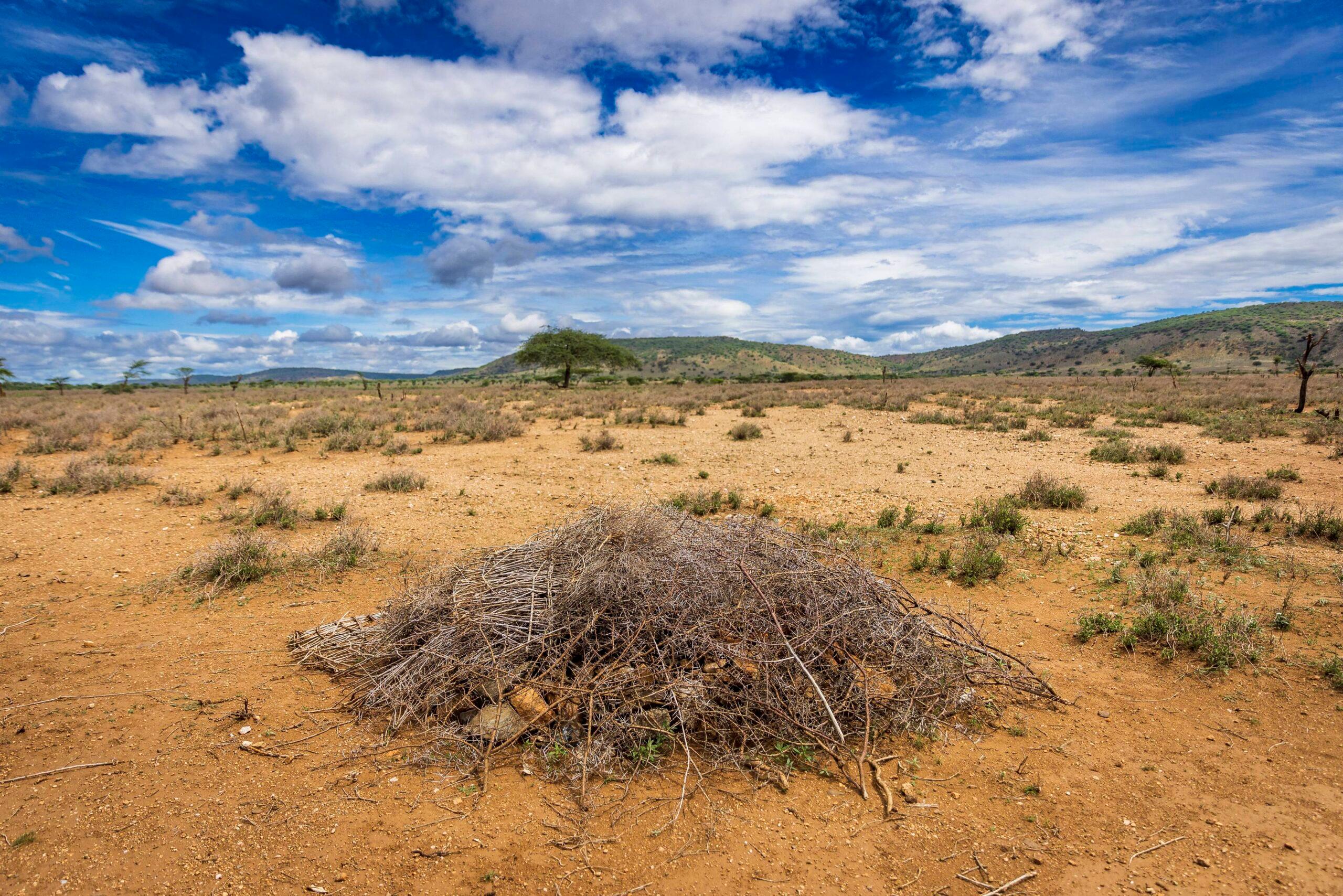 Northern Kenya Africa are currently facing the worst draught since the 1980s