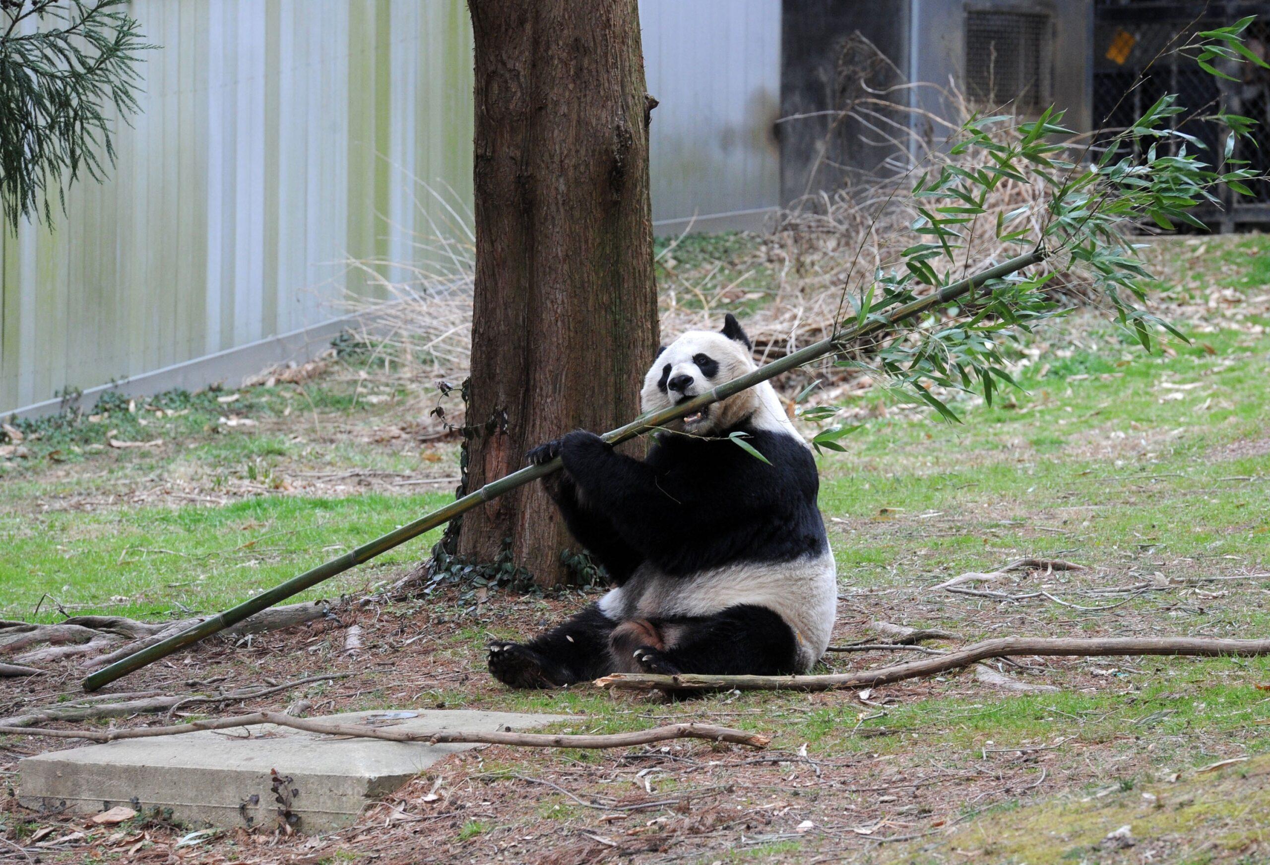 Giant Pandas Tian Tian and Mei Xiang at Zoo in Washington DC