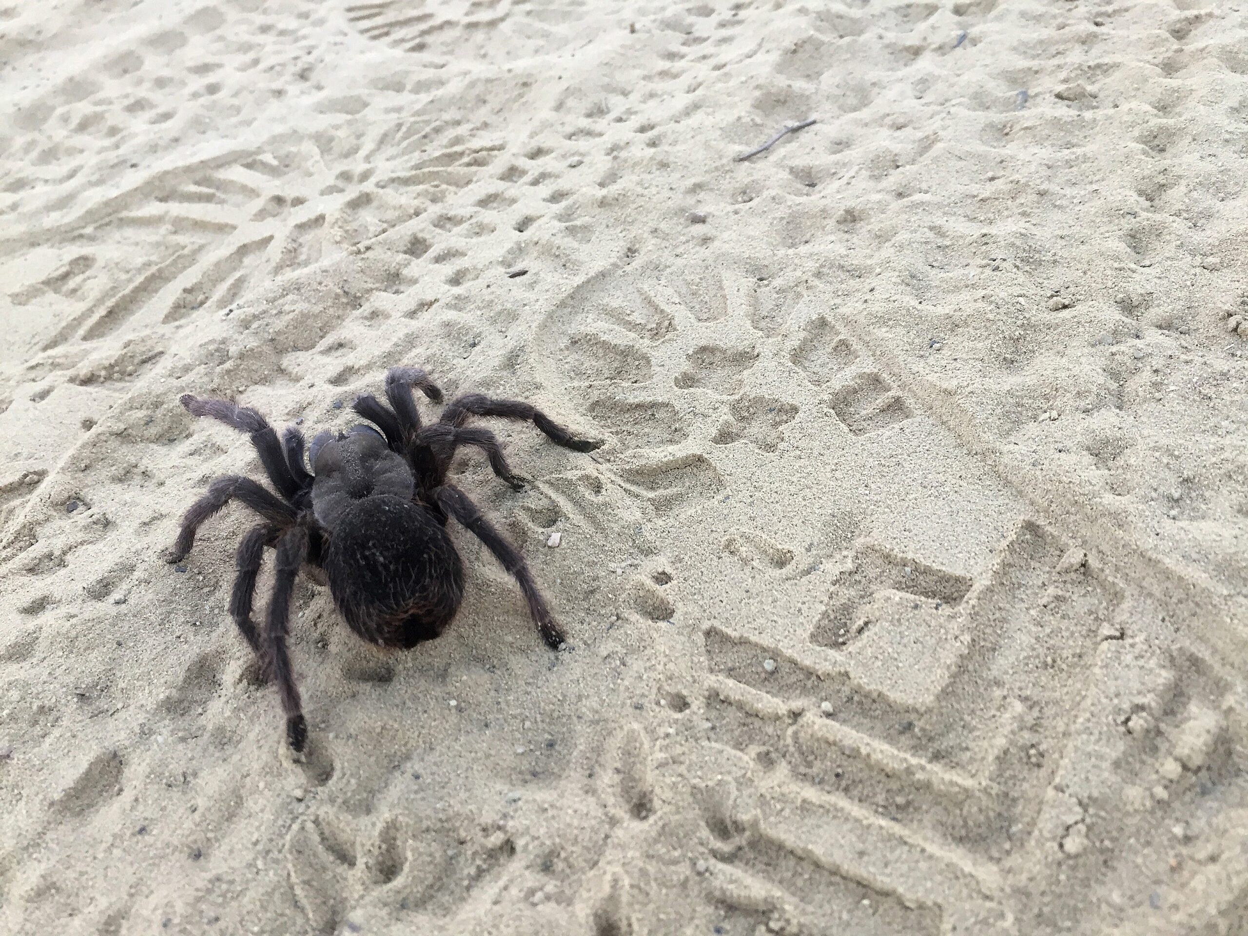 Western Desert Tarantula