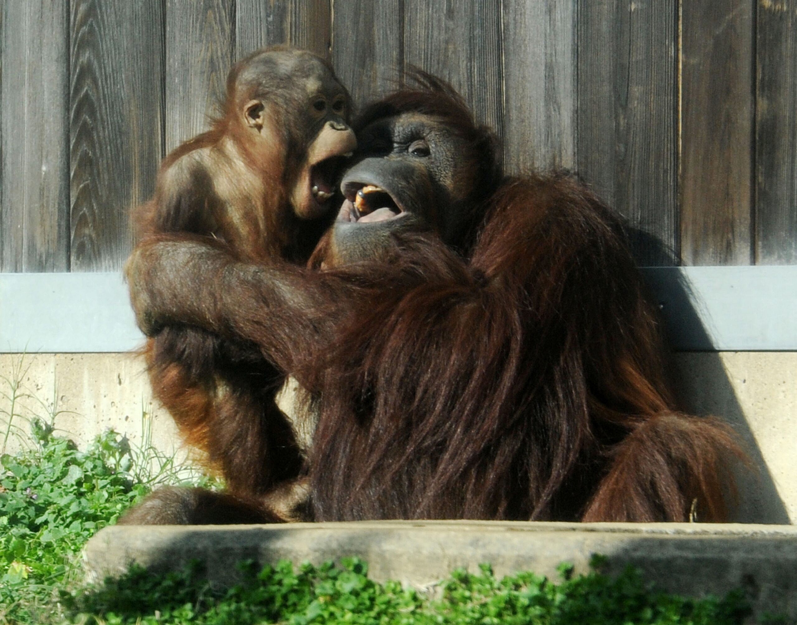 Adorable Orangutans at The Smitsonians National Zoo in Washington DC.
